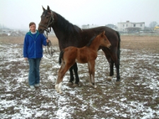 2004 - ul. Jana III Sobieskiego - stadnina koni