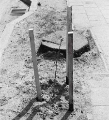 1993 - ul. Kościuszki - nasadzenia