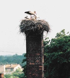 1994 - ul. Sobieskiego 103 bocian