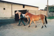 1994 - ul. Sobieskiego 95 - konie